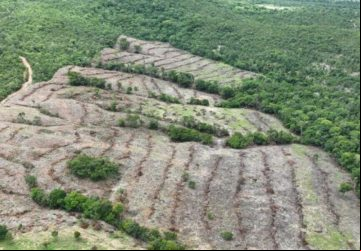 Desmatamento caiu 72% em Goiás, segundo Mapbiomas
