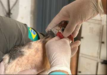Nota técnica da Agrodefesa orienta produtores e população sobre medidas necessárias para evitar a chegada da gripe aviária em Goiás